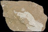 Ordovician Bryozoans (Chasmatopora) Plate - Estonia #47453-1